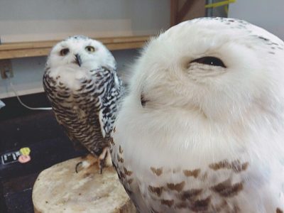 シロフクロウ ガチャピン