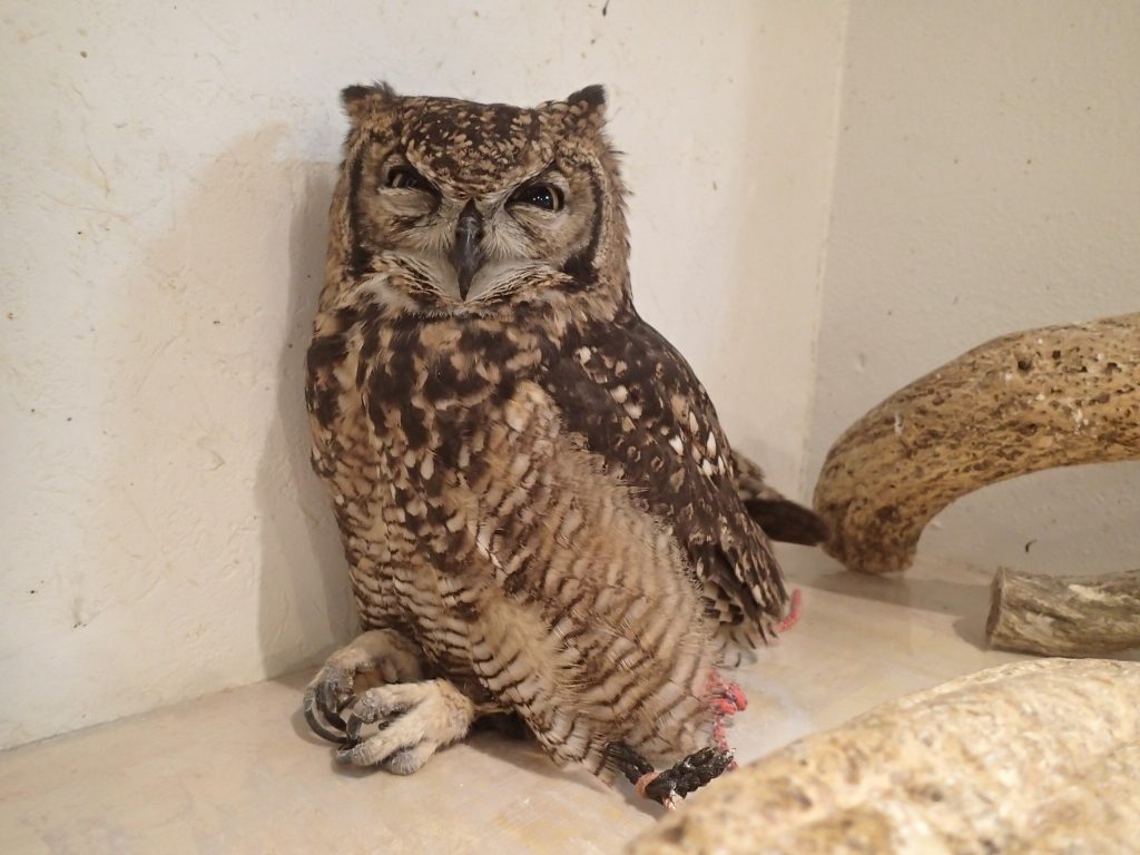 アフリカワシミミズク