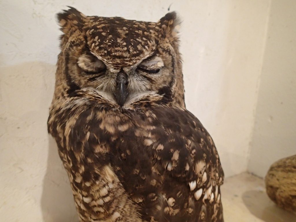 アフリカワシミミズク