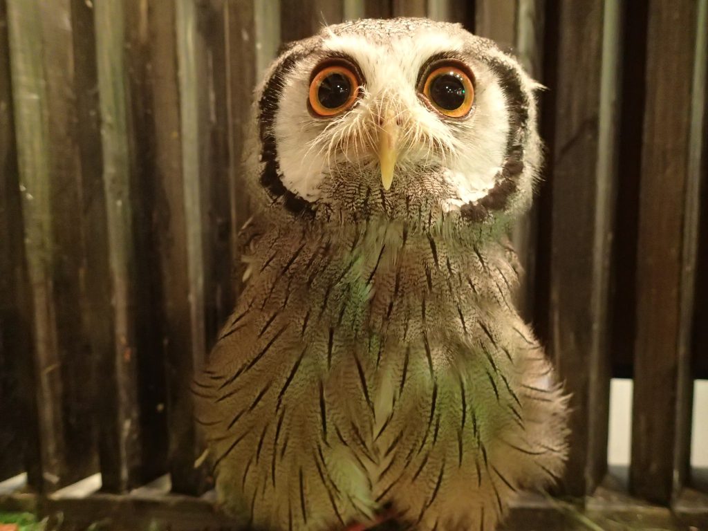 アフリカオオコノハズク