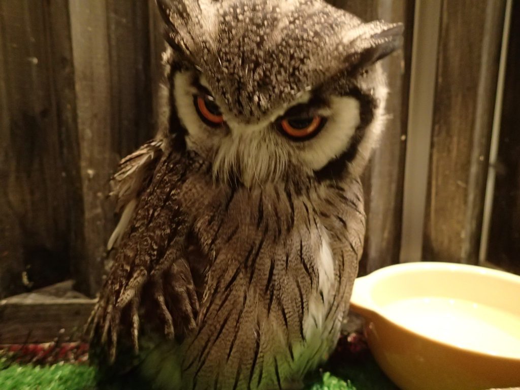 アフリカオオコノハズク