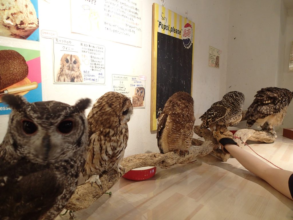 アビシニアンワシミミズク