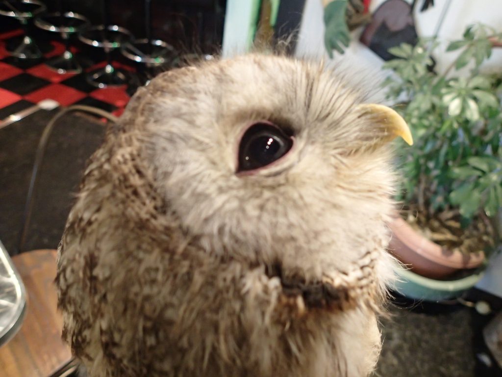 モリフクロウ