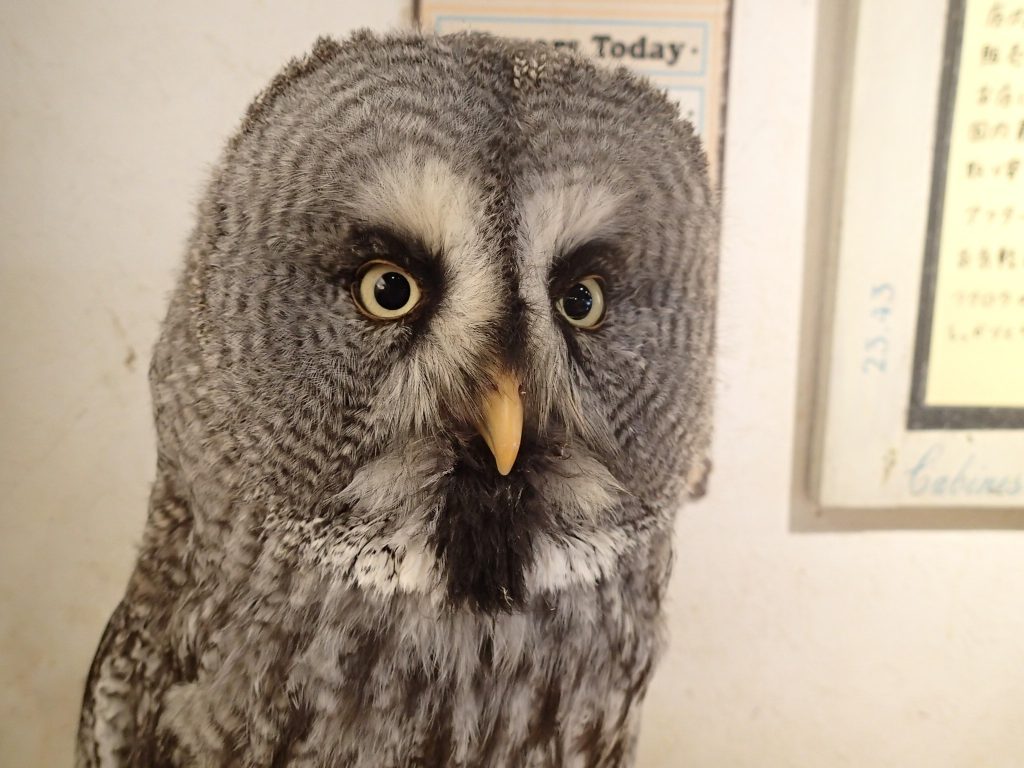 カラフトフクロウ