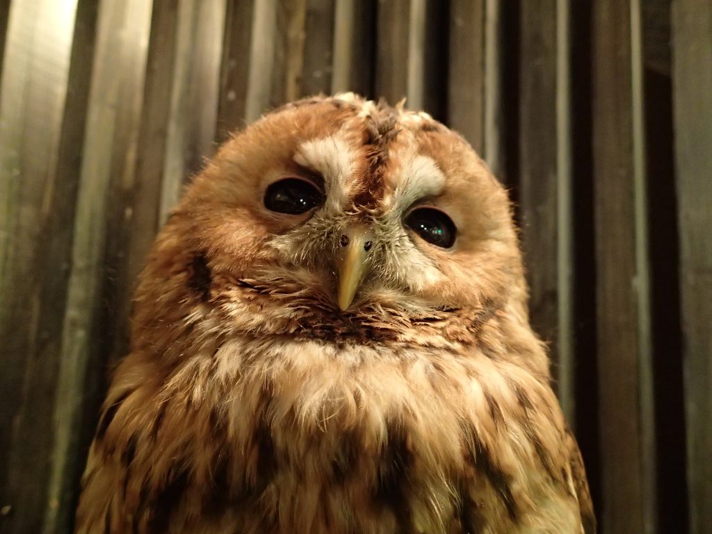 モリフクロウ