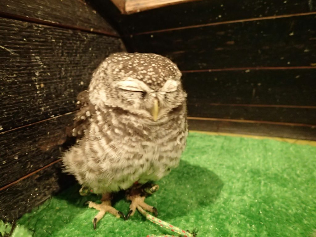 インドコキンメフクロウ