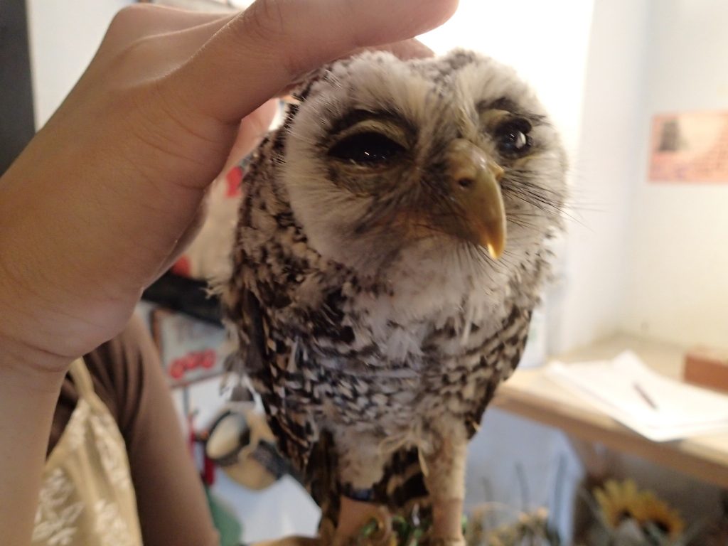 チャコモリフクロウ