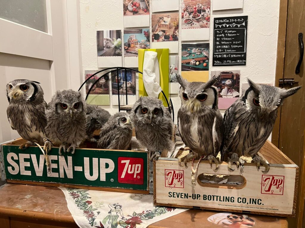 在籍フクロウ紹介