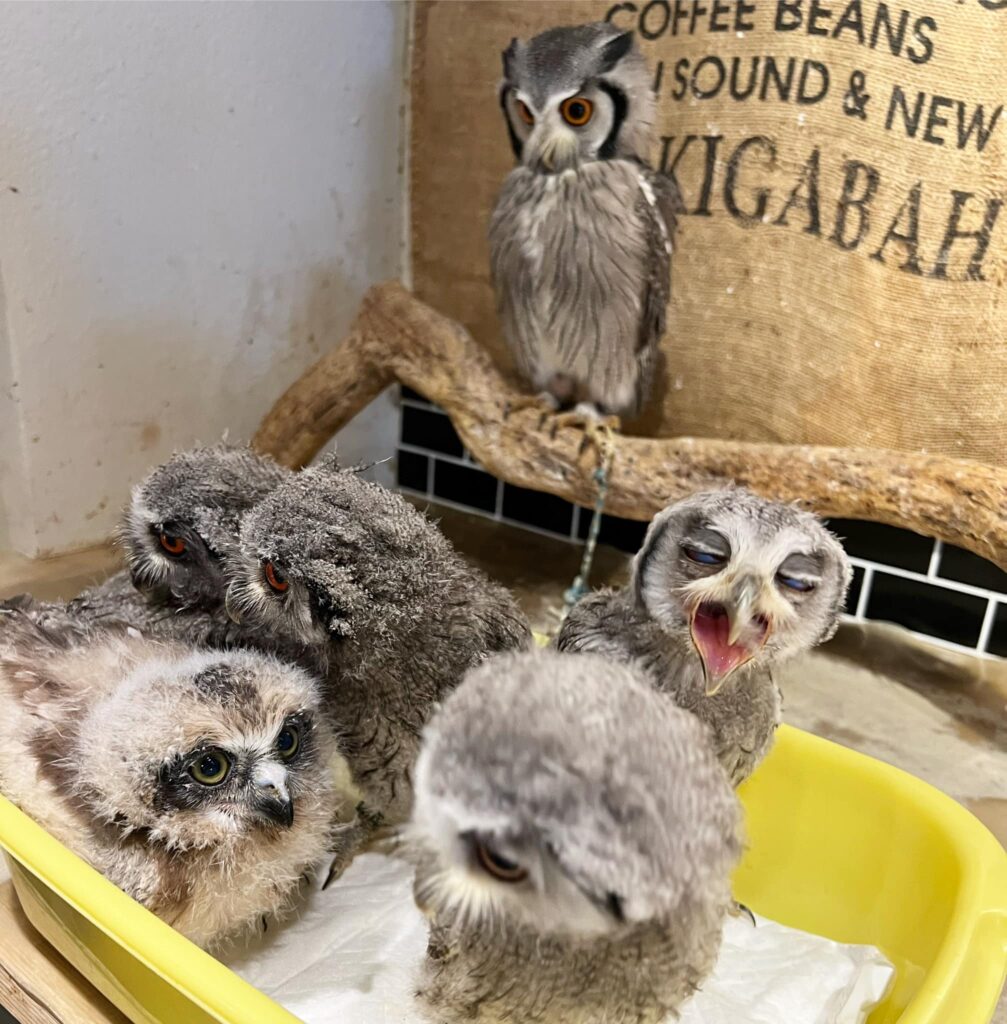 フクロウたちと、特別なひとときを。
