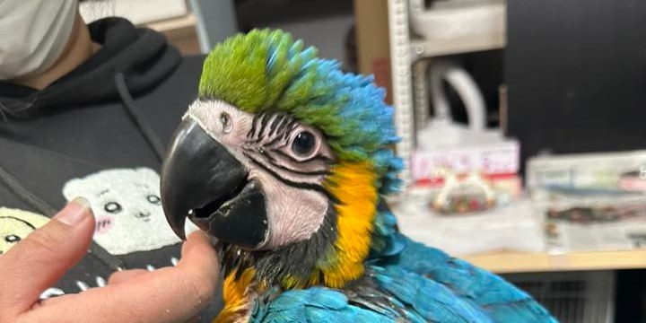 インコ・オウム