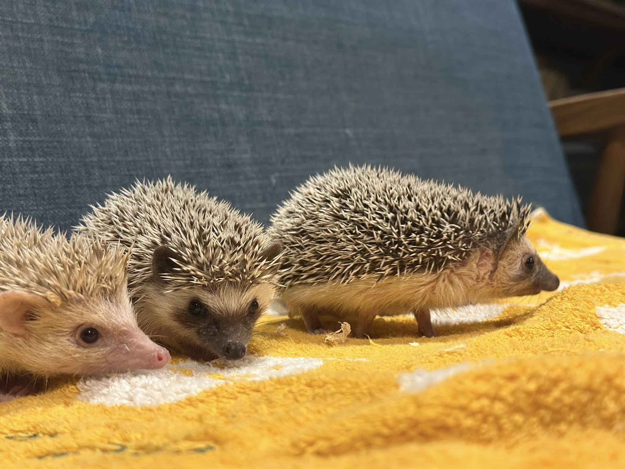 小動物・エキゾチック