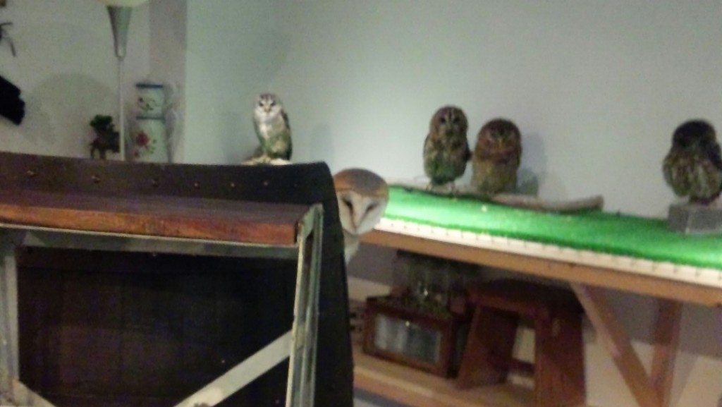 広島初のフクロウカフェ オウルドベース 開店しました！