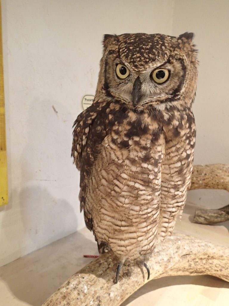 特殊遠征部隊owl 広島初のフクロウカフェ オウルドベース 特殊遠征部隊owl 広島初のフクロウカフェ オウルドベース