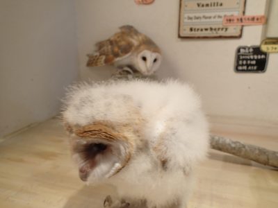 メンフクロウ 雛