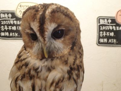 業務日記