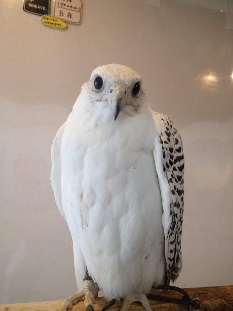 白夜 広島初のフクロウカフェ オウルドベース 白夜 広島初のフクロウカフェ オウルドベース