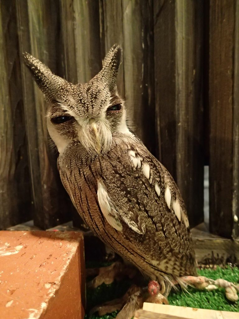 ひえぇ 広島初のフクロウカフェ オウルドベース ひえぇ 広島初のフクロウカフェ オウルドベース