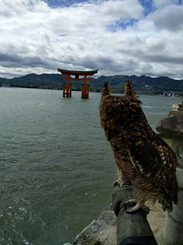 宮島 厳島神社 アフリカワシミミズク