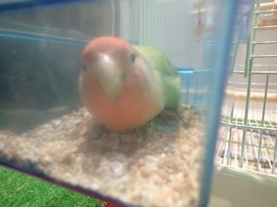 コザクラインコ