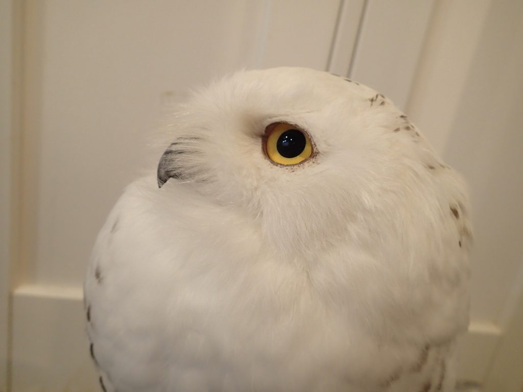 あざとかわいいのよ 広島初のフクロウカフェ オウルドベース あざとかわいいのよ 広島初のフクロウカフェ オウルドベース