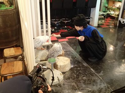 シロフクロウ