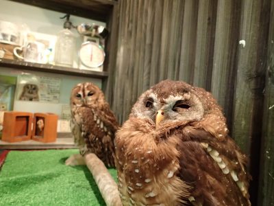 モリフクロウ アフリカヒナフクロウ
