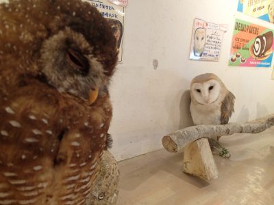アフリカヒナフクロウ メンフクロウ