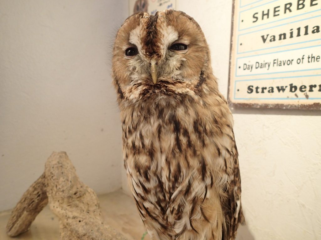 感謝の気持ちをこめまして 広島初のフクロウカフェ オウルドベース 感謝の気持ちをこめまして 広島初のフクロウカフェ オウルドベース