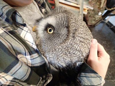 もふもふが止まらない 広島初のフクロウカフェ オウルドベース