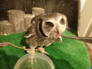 餌・飼育用品の販売（フクロウ・鷹・ハヤブサ）