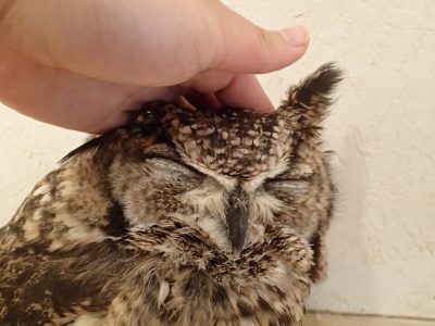 アフリカワシミミズク
