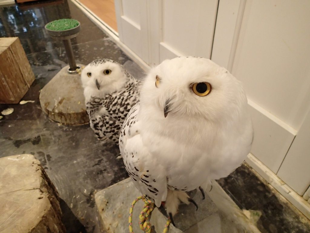 リラックスしてまーす 広島初のフクロウカフェ オウルドベース リラックスしてまーす 広島初のフクロウカフェ オウルドベース