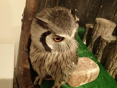 アフリカオオコノハズク