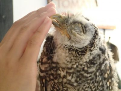 チャコモリフクロウ