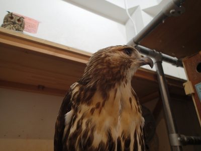 見た目以上の 広島初のフクロウカフェ オウルドベース