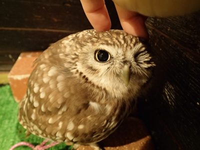 業務日記