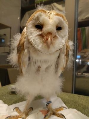 メンフクロウ ちまきのフワフワもあと少し 広島初のフクロウカフェ オウルドベース