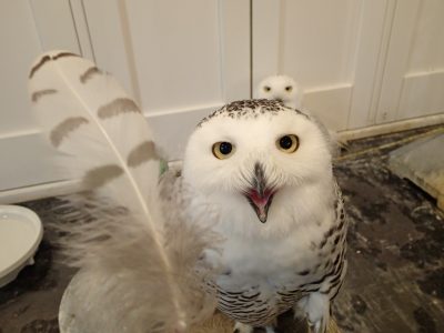 シロフクロウ