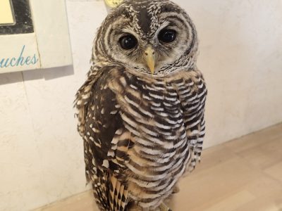 チャコモリフクロウ