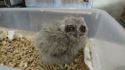 アフリカオオコノハズクの雛 虎珀がやってきた 広島初のフクロウカフェ オウルドベース