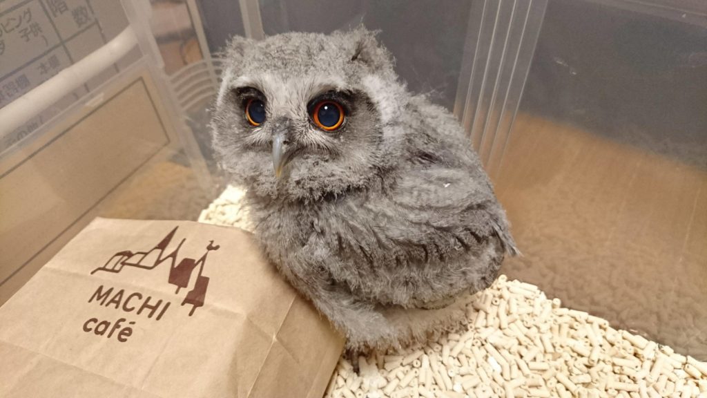 アフリカオオコノハズクの雛 虎珀がやってきた 広島初のフクロウカフェ オウルドベース