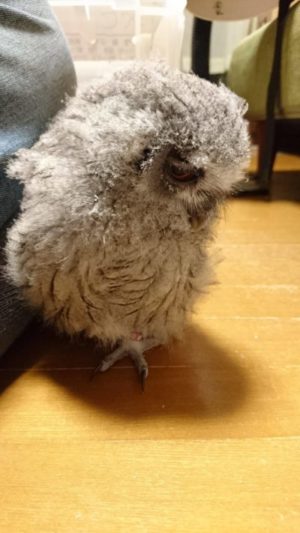 アフリカオオコノハズクの雛 虎珀がやってきた 広島初のフクロウカフェ オウルドベース