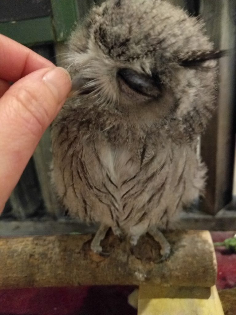 アフリカオオコノハズク雛 虎珀ちゃんに羽角がはえてきました 広島初のフクロウカフェ オウルドベース アフリカオオコノハズク雛 虎珀ちゃんに羽角がはえてきました 広島初のフクロウカフェ オウルドベース