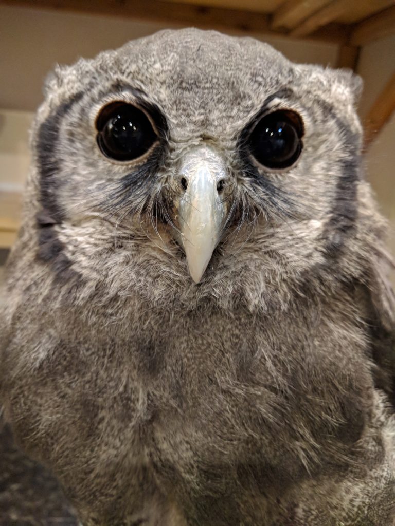 ミルキーワシミミズク すもも特集 広島初のフクロウカフェ オウルドベース ミルキーワシミミズク すもも特集 広島初のフクロウカフェ オウルドベース
