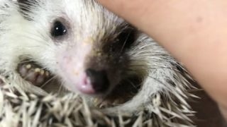 milky cafe　広葉樹林仕様ハリネズミケージ  プロフ必読　送料込 1.png