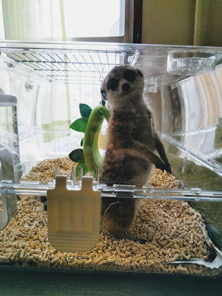 ミーアキャットの定休日はお膝でまったり 販売中 広島初のフクロウカフェ オウルドベース