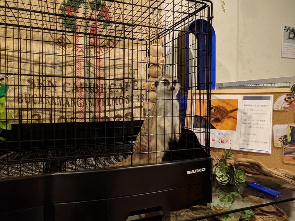 ミーアキャット ミントちゃん 新居にお引越し 広島初のフクロウカフェ オウルドベース
