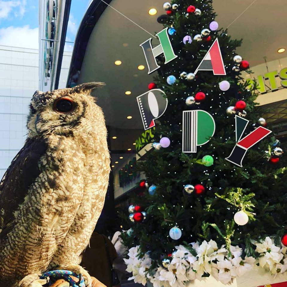 【クリスマスセール☆第３弾】猛禽類・オオハシ
