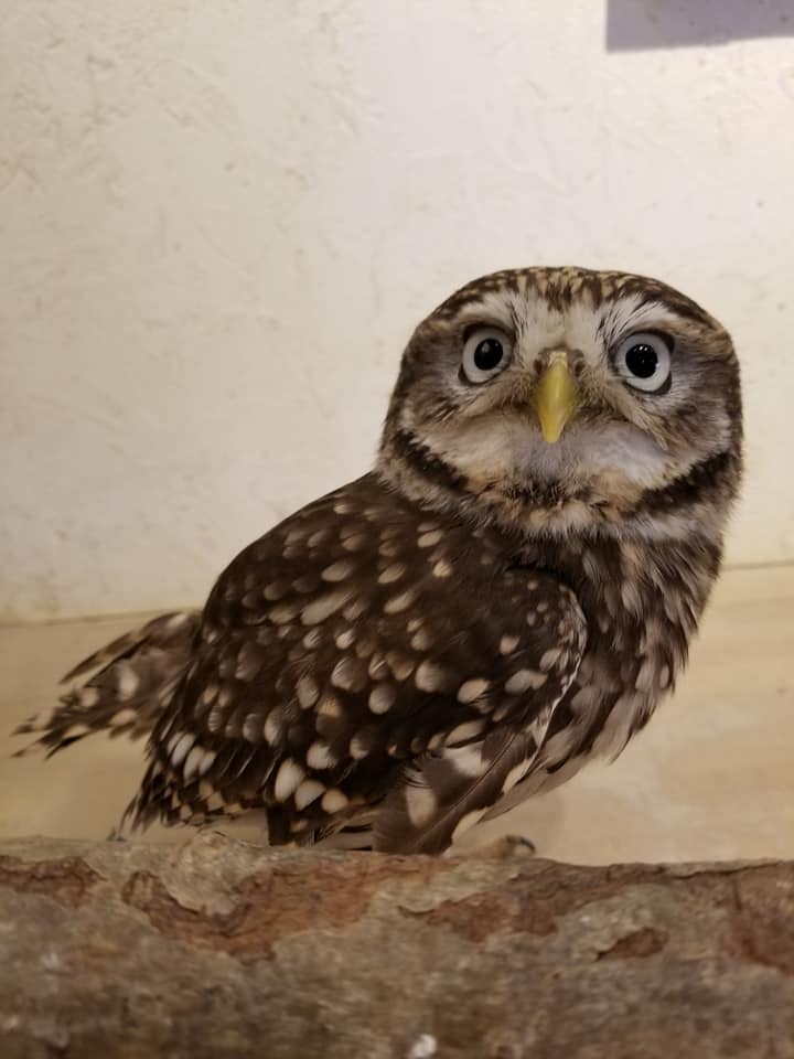 コキンメフクロウ販売中 すぐ割対象 広島初のフクロウカフェ オウルドベース