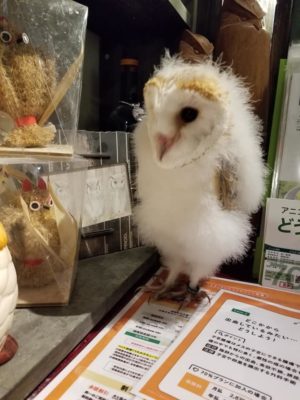 メンフクロウ雛 杏仁 可愛いおぱんつに ミーアキャットも販売解禁しました 広島初のフクロウカフェ オウルドベース